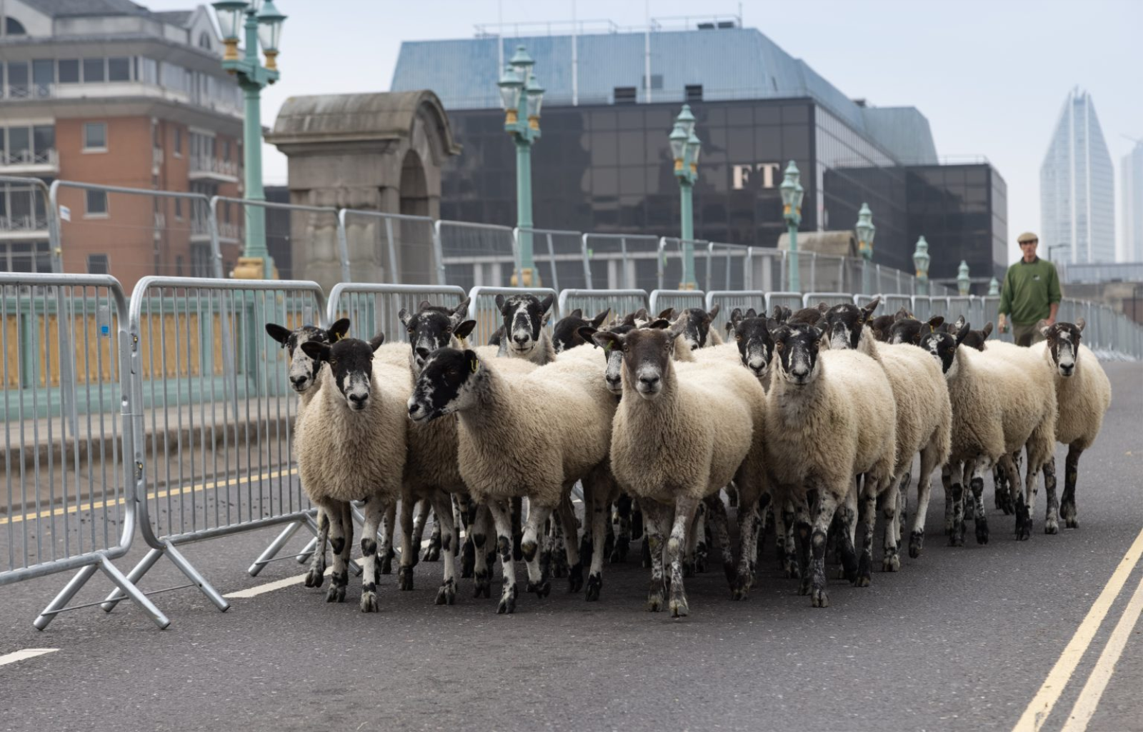 Sheep Drive 2023 - 24 September 2023